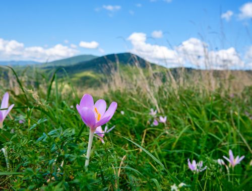 Colchicum autumnale, commonly known as autumn crocus, meadow saffron, naked boys or naked ladies. Beautiful toxic autumn-blooming flowering plant against the backdrop of a mountain landscape